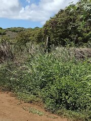 Sorghum × drummondii