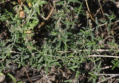 Lippia stoechadifolia