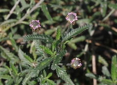 Lippia stoechadifolia