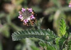 Lippia stoechadifolia