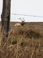 Cervus canadensis nannodes
