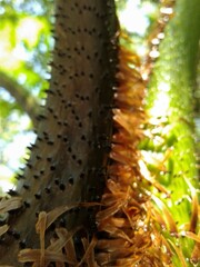 Cyathea
