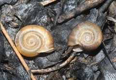 Biomphalaria havanensis