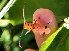 Tetraopes thermophilus