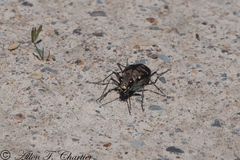 Cicindela duodecimguttata