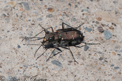 Cicindela duodecimguttata