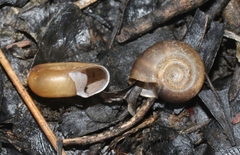 Biomphalaria havanensis