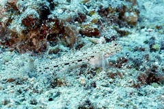 Istigobius decoratus