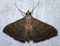 Herpetogramma phaeopteralis