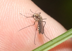 Aedes scapularis