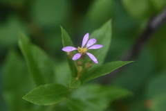 Eucephalus engelmannii