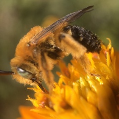 Melissodes dentiventris