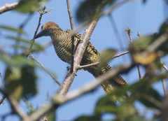 Colaptes fernandinae