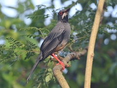 Turdus plumbeus