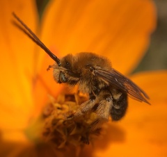 Melissodes dentiventris