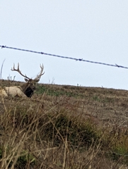 Cervus canadensis nannodes