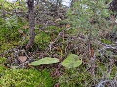 Cypripedium acaule