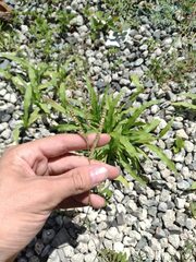 Paspalum fimbriatum