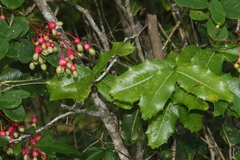 Ouratea agrophylla