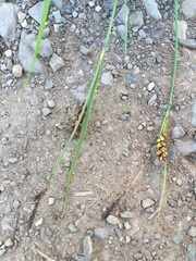 Carex melanostachya