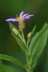 Eucephalus engelmannii