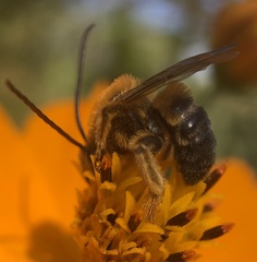 Melissodes dentiventris