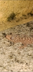 Phyllurus platurus