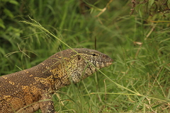 Varanus niloticus