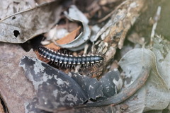 Chelodesmidae