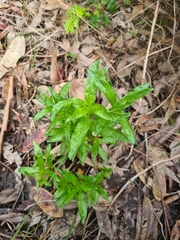 Epilobium billardiereanum