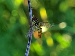 Toxomerus politus