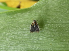 Bothriocera