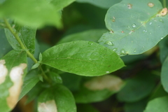 Eucephalus engelmannii