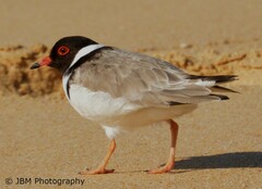 Thinornis cucullatus