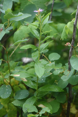 Eucephalus engelmannii