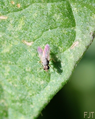 Diptera