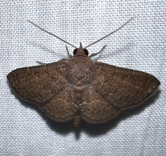 Antiblemma perva