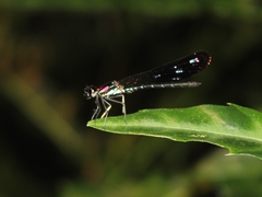 Heliocypha fenestrata