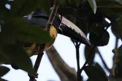 Pteroglossus torquatus