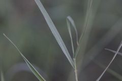Setaria leucopila