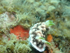 Goniobranchus geometricus