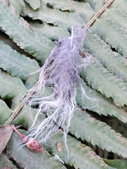 Strix varia