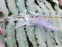 Strix varia