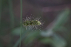 Setaria leucopila