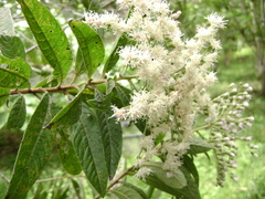 Vernonanthura patens