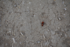 Sphaeropthalma unicolor