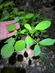 Cornus sessilis