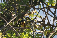 Pteroglossus torquatus