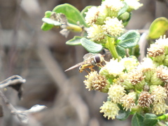 Metasyrphus