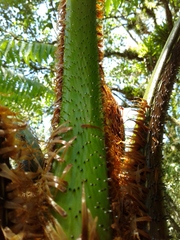 Cyathea